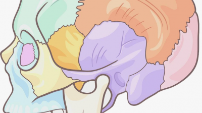 Anatomia Topográfica do Crânio