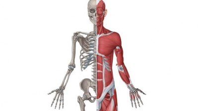 Anatomia Geral (Nomenclatura, Ossos, Articulações e Músculos)
